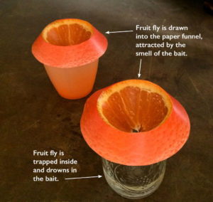 fruit flies trap