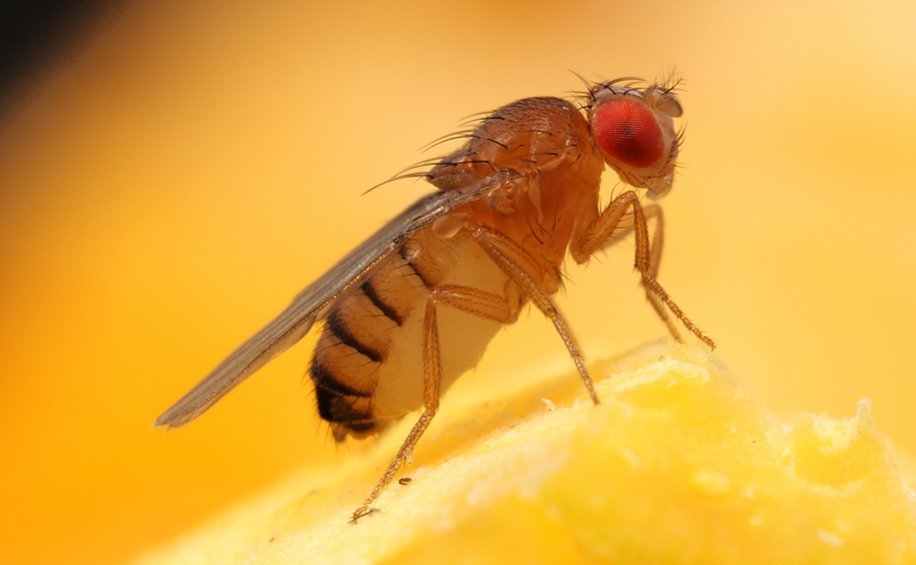 fruit fly